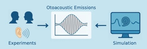 Investigating Attentional Modulation of Otoacoustic Emissions: Simulation and Experimental Comparison